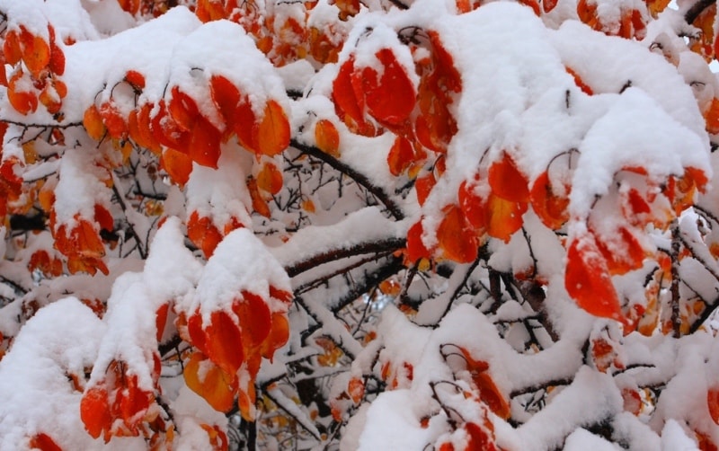 Early snow in mountains.