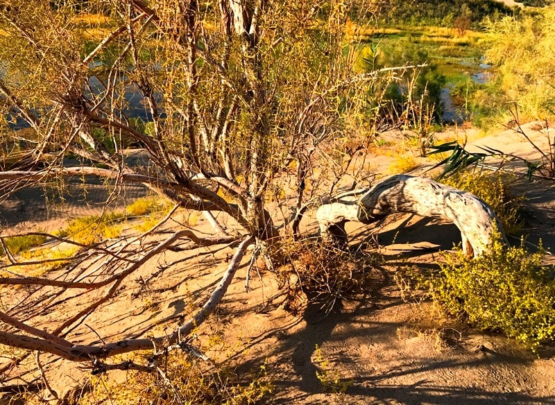 Environs Riparian woodland in Central Asia.