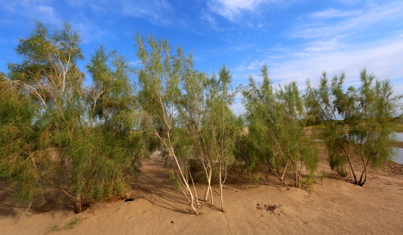 Environs Riparian woodland in Central Asia.