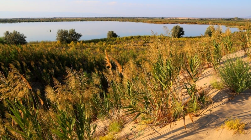 Environs Riparian woodland in Central Asia.