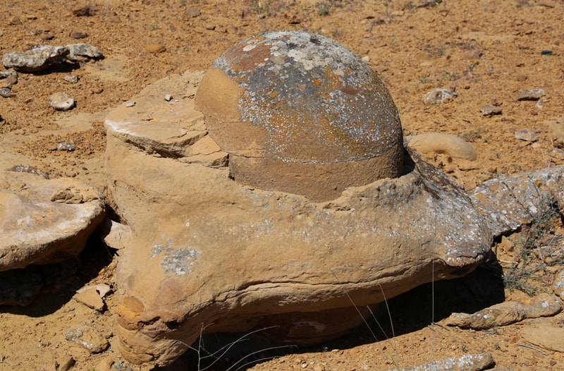 Globular concretion Torysh. 