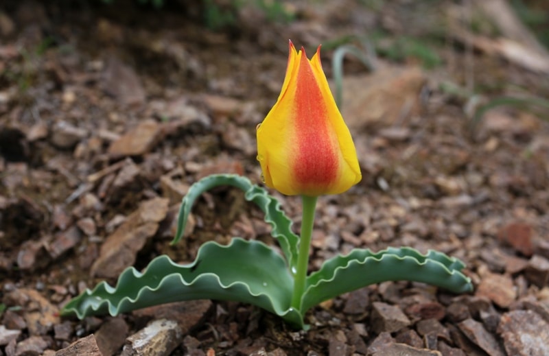 Tulipa alberti. Vicinities Kapshagay reservoir. Almaty province.