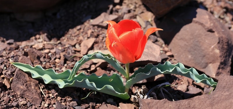 Tulipa alberti. Vicinities Akkol lake. Zhambyl province.