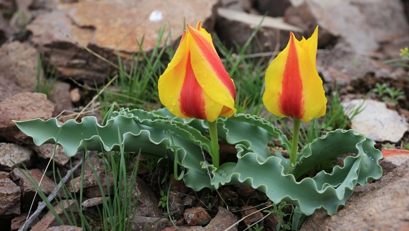 Tulipa alberti. Vicinities Kapshagay reservoir. Almaty province.