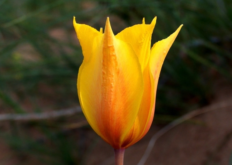 Тюльпан Бема. (Tulipa behmiana Regel).