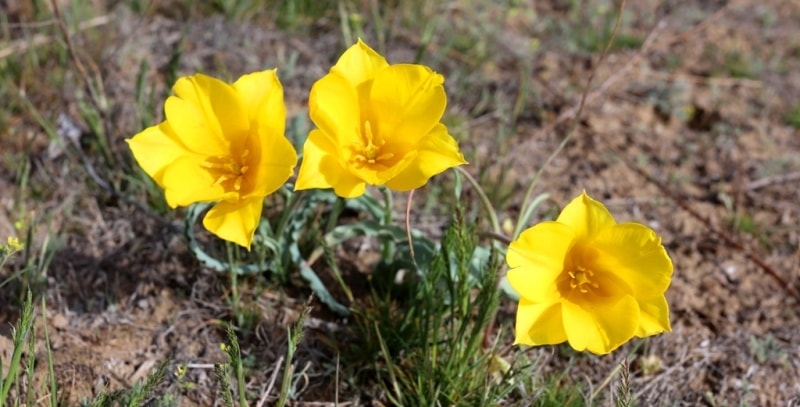 Тюльпан Бема. (Tulipa behmiana Regel).