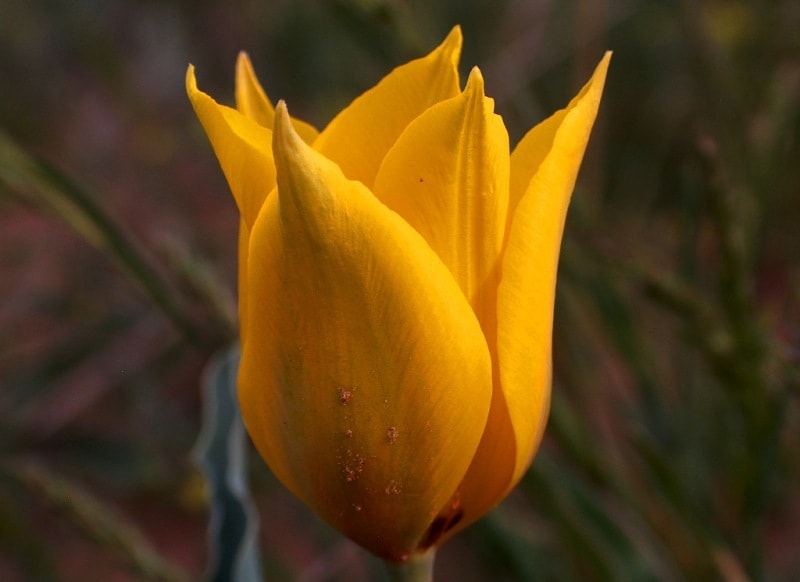 Тюльпан Бема. (Tulipa behmiana Regel).