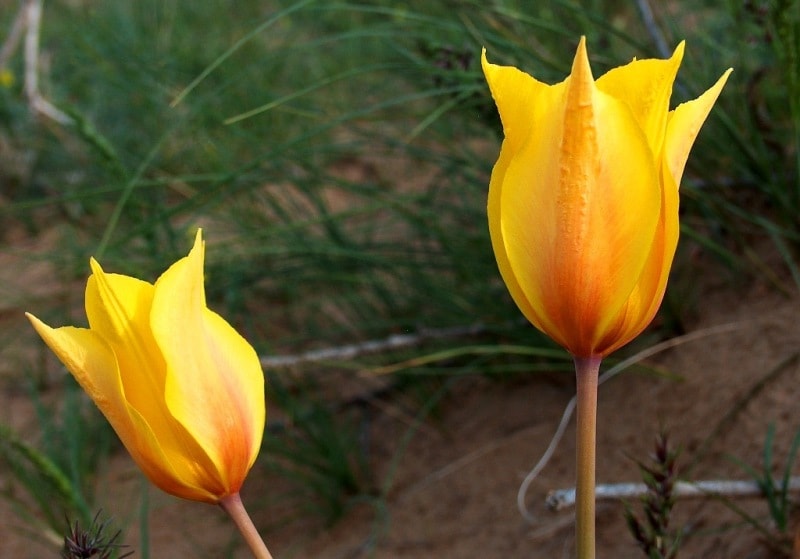 Тюльпан Бема. (Tulipa behmiana Regel).