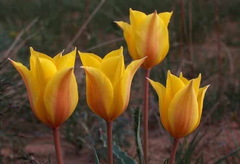 Tulipa behmiana Regel.