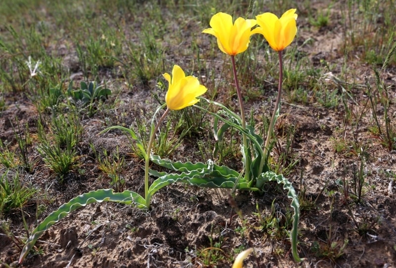 Тюльпан Бема. (Tulipa behmiana Regel).