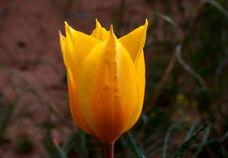 Tulipa behmiana Regel.