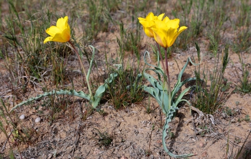 Tulipa behmiana Regel.