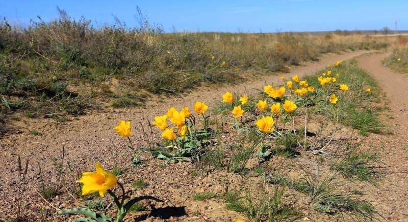 Тюльпан Бема. (Tulipa behmiana Regel).