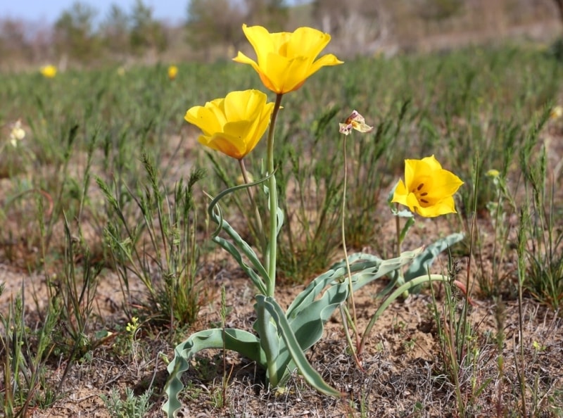 Тюльпан Бема. (Tulipa behmiana Regel).