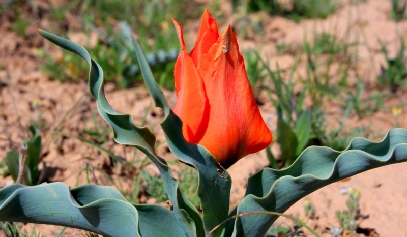 Tulipa Borszczowii.