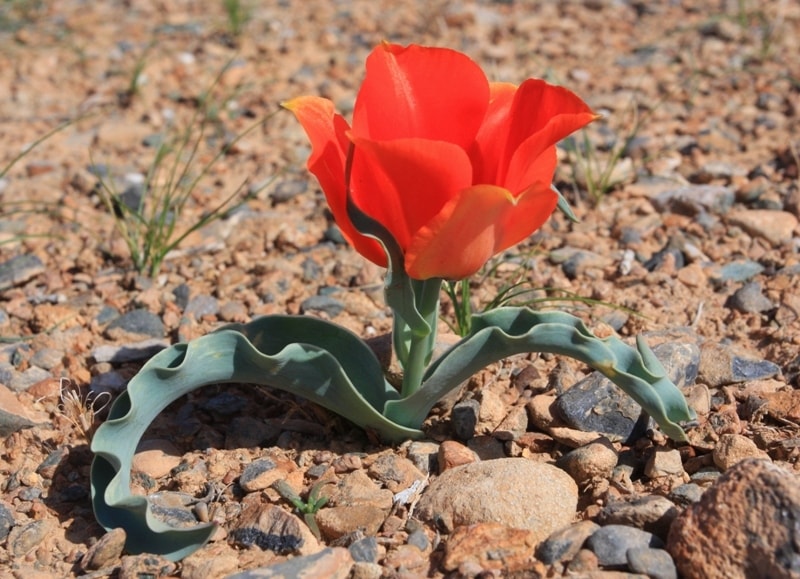 Tulipa Borszczowii.