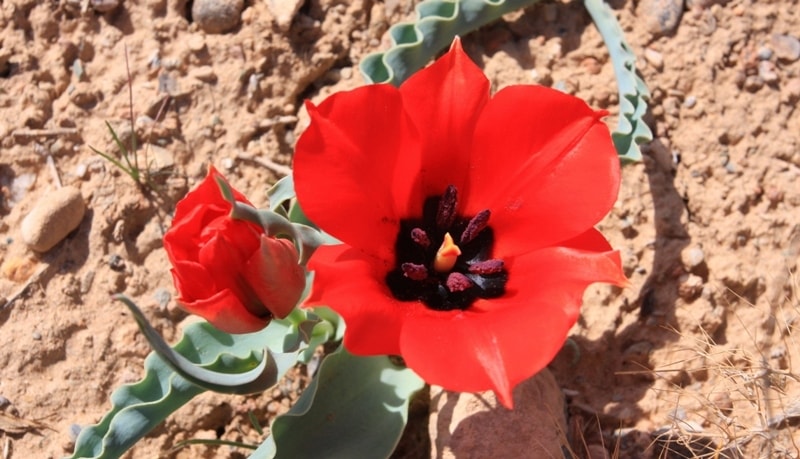 Tulipa Borszczowii.