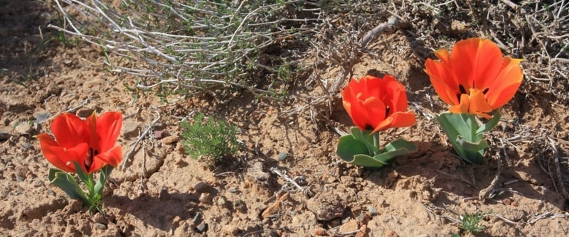 Tulipa Borszczowii.