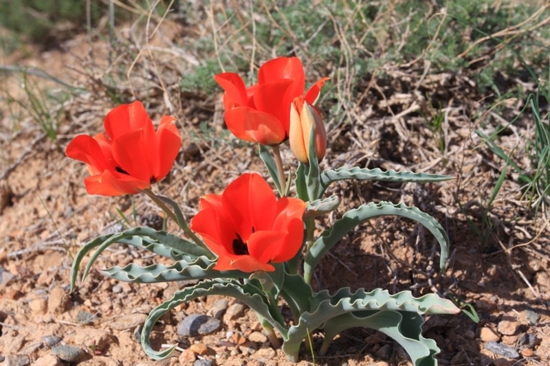 Tulipa Borszczowii.