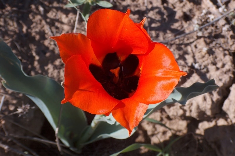 Tulipa Borszczowii.