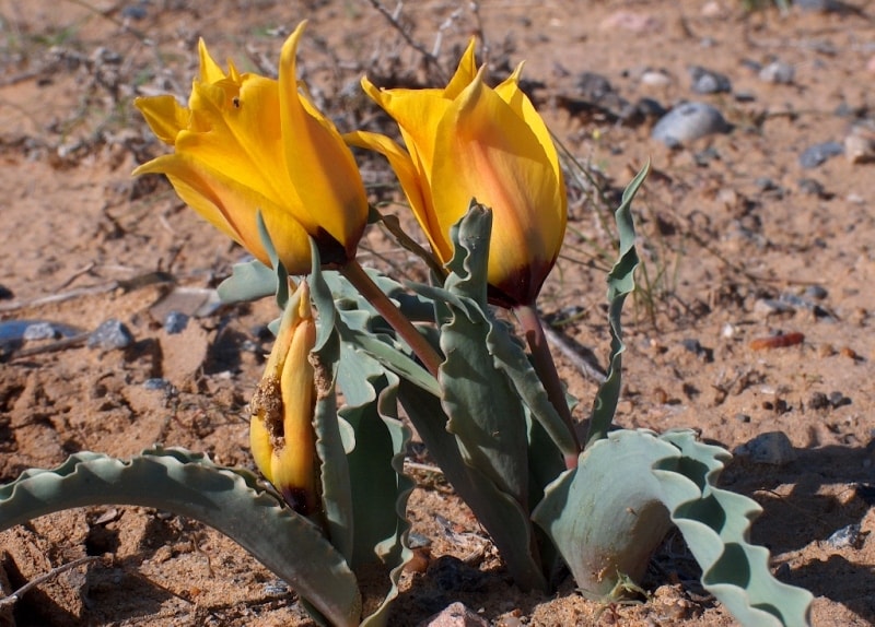 Tulipa Borszczowii.