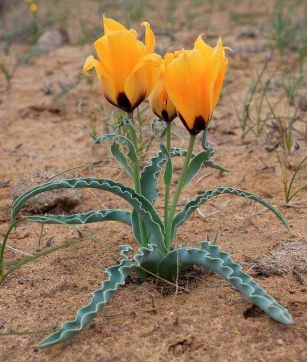 Tulipa Borszczowii.