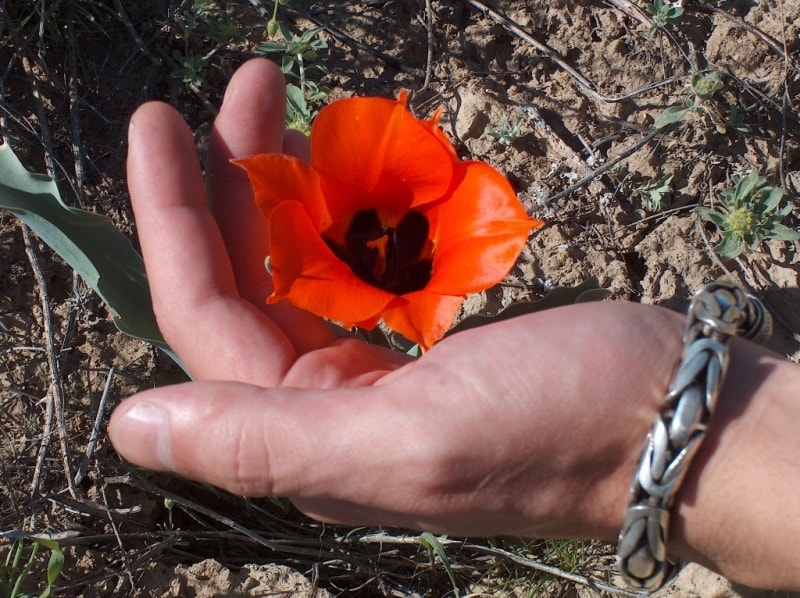 Tulipa Borszczowii.