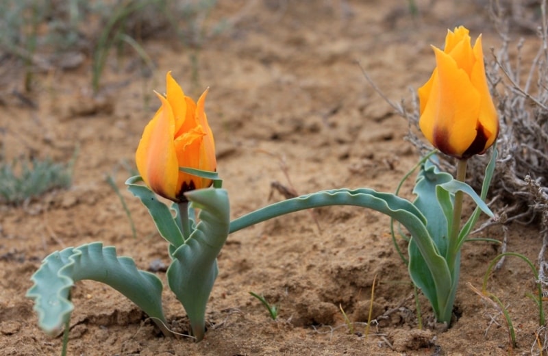 Tulipa Borszczowii.