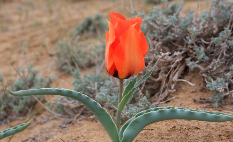 Tulipa Borszczowii.