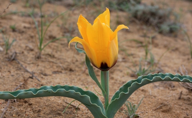 Tulipa Borszczowii.