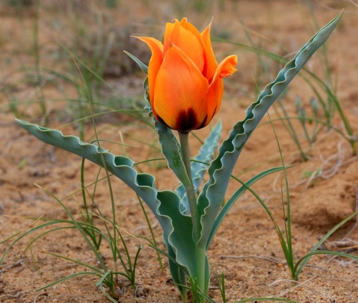 Tulipa Borszczowii.