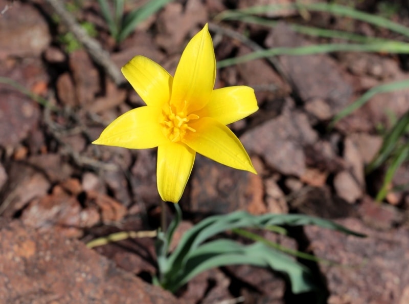 Tulipa corynestemon.