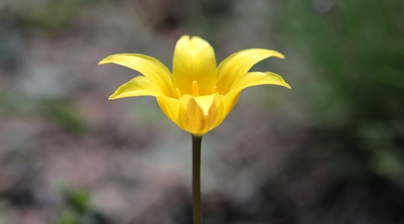 Tulipa corynestemon.