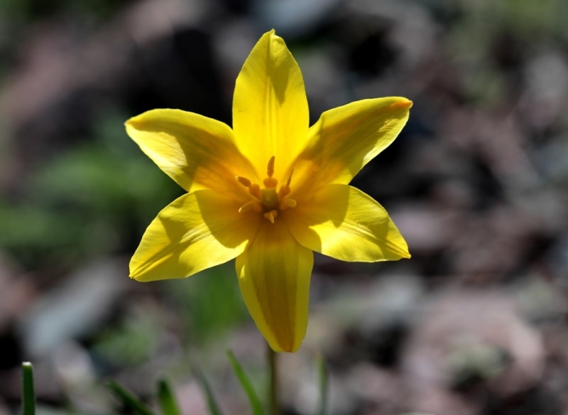 Tulipa corynestemon.