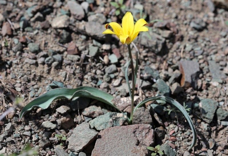 Tulipa corynestemon.