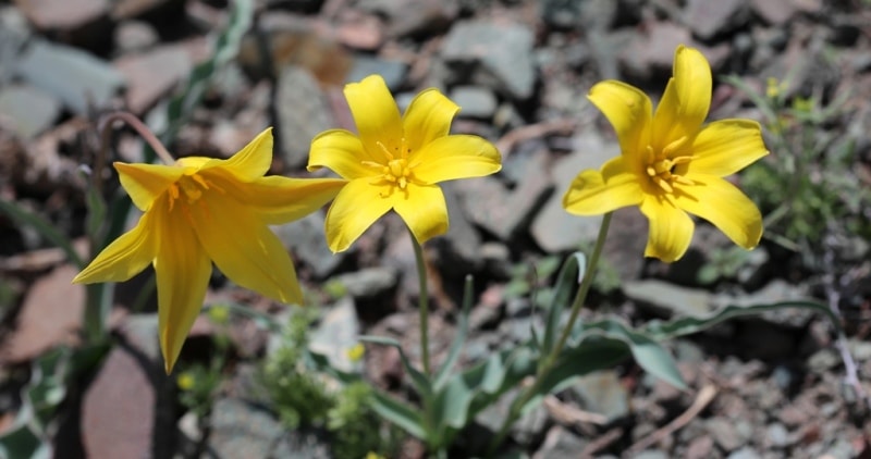 Tulipa corynestemon.