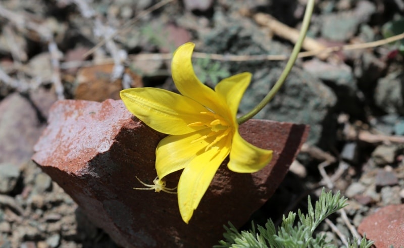 Tulipa corynestemon.