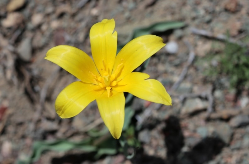 Tulipa corynestemon.