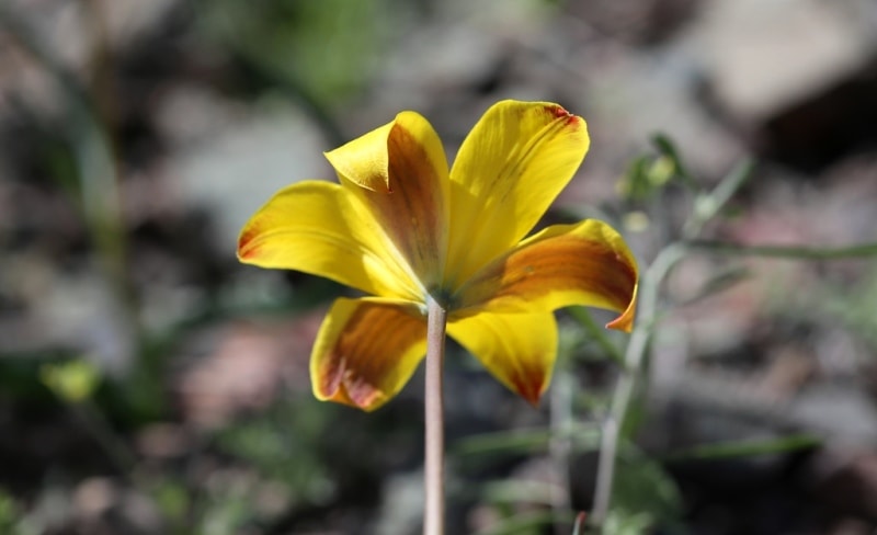 Tulipa corynestemon.