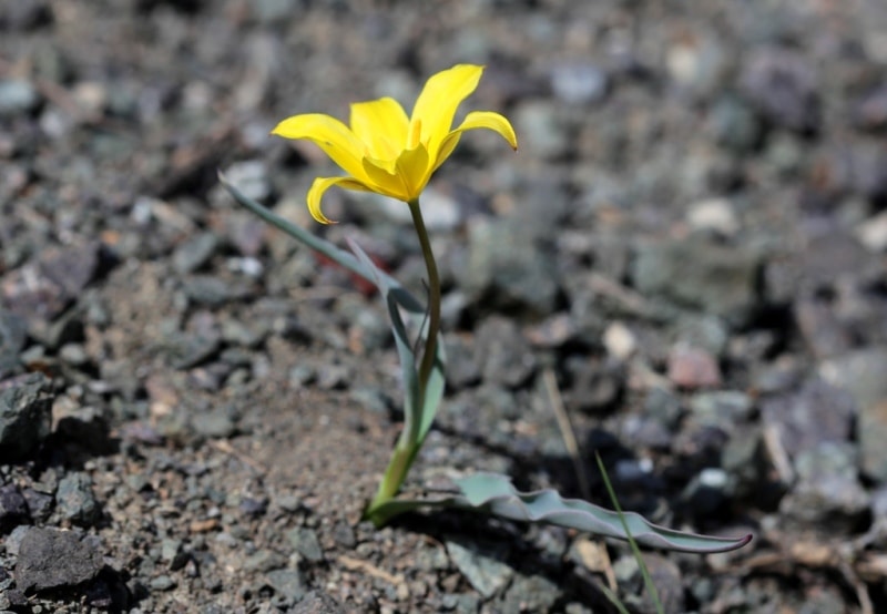 Tulipa corynestemon.