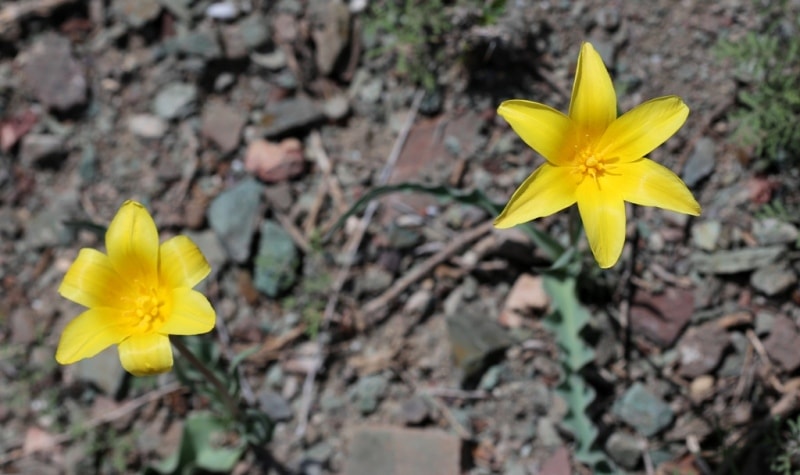 Tulipa corynestemon.