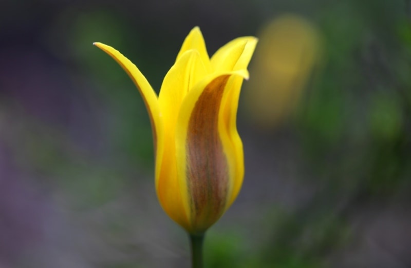 Tulipa corynestemon.