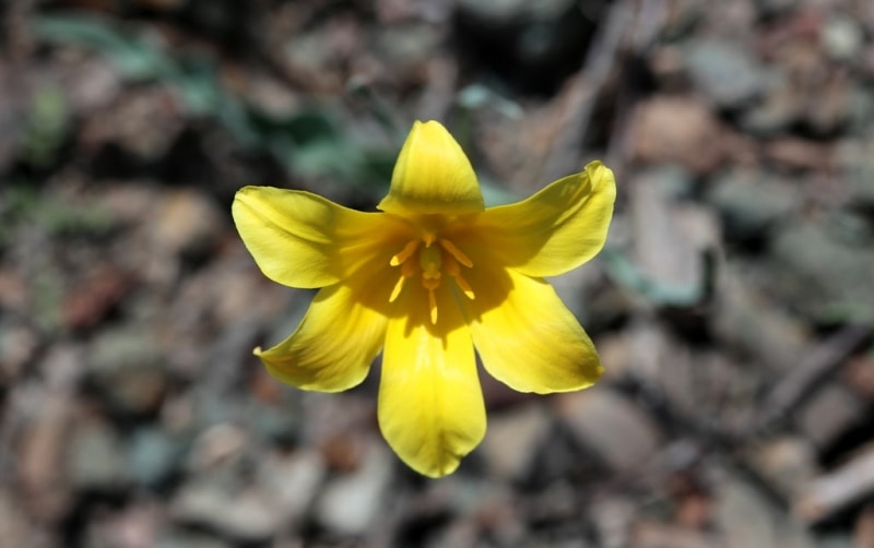 Tulipa corynestemon.