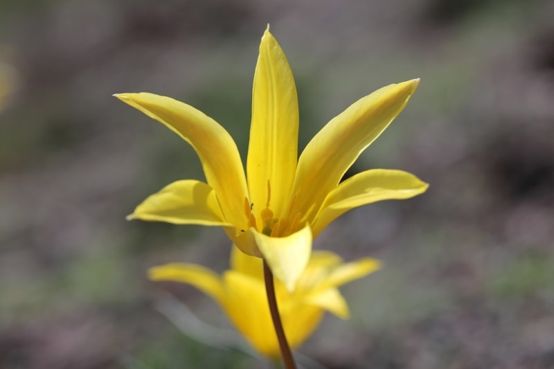 Tulipa corynestemon.