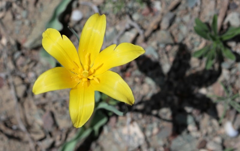 Tulipa corynestemon.