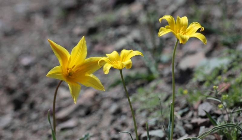 Tulipa corynestemon.