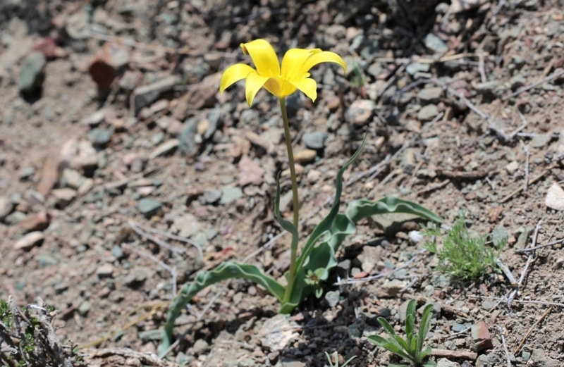 Tulipa corynestemon.