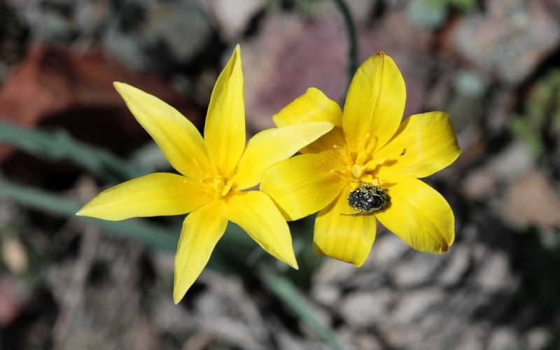 Tulipa corynestemon.