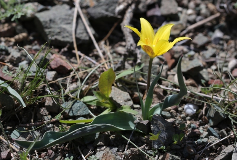 Tulipa corynestemon.