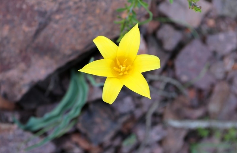 Tulipa corynestemon.